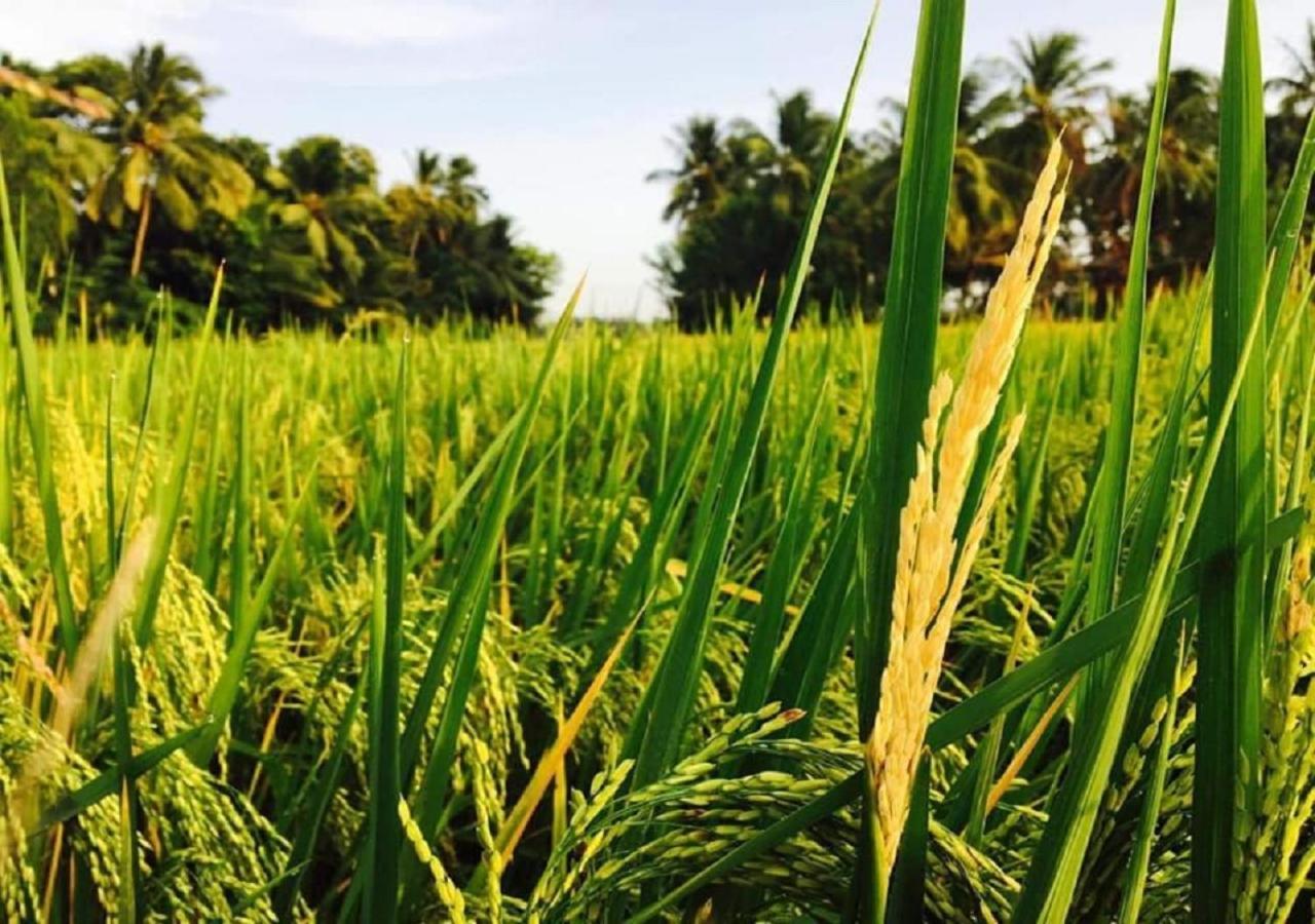 Rice Rice Villas Tissamaharama Dış mekan fotoğraf